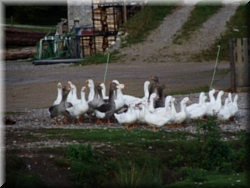 013-Jachenau---Gansos-3603.JPG
