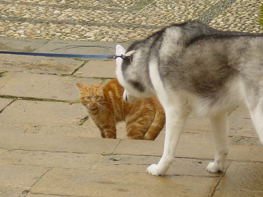 Ubeda-03-28-10-2003-Perro-y gato.JPG