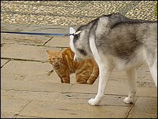 Ubeda-03-28-10-2003-Perro-y gato.JPG