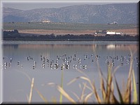 100_3062 Laguna de Fuente de Piedra.JPG