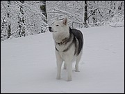 Queen 01 Velate Ene-2003.JPG