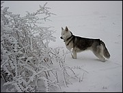 Queen 04 Velate Ene-2003.JPG