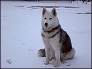 Queen 06 Velate Ene-2003.jpg