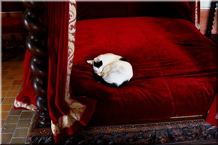 15700 Cht Le Clos Luce- El gato de Leonardo.JPG