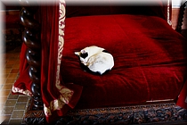 15700 Cht Le Clos Luce- El gato de Leonardo.JPG
