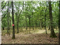00300 Robledal.JPG