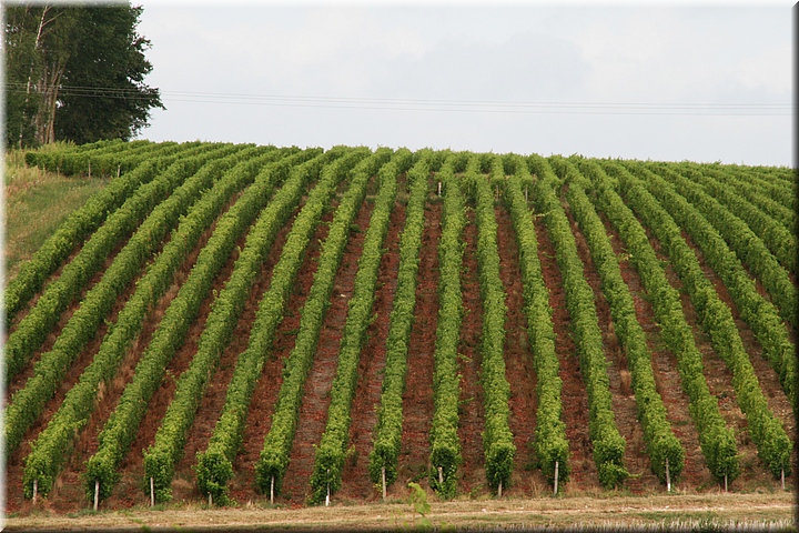 08200 Cerca de Monthou-sur-Cher.JPG