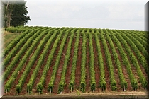 08200 Cerca de Monthou-sur-Cher.JPG