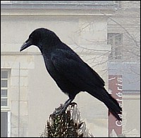 Cuervo-de-Paris-b.jpg
