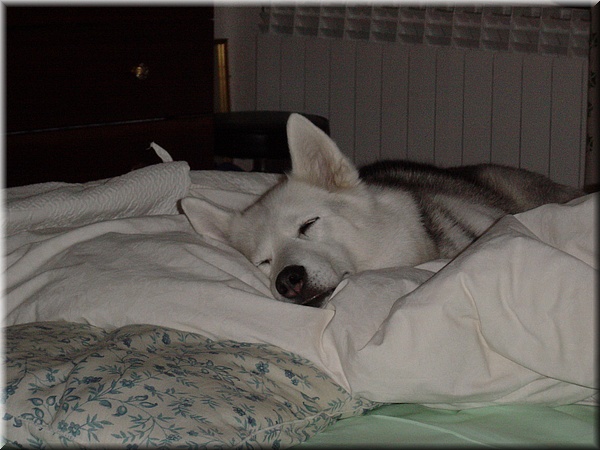 009 Zzzzz.JPG
