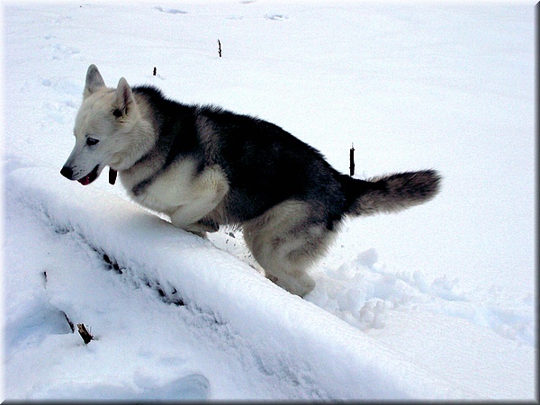 010 Nieve en Belate.jpg