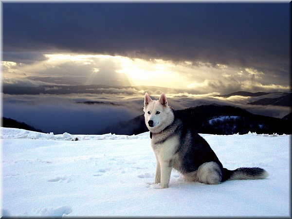 011 Nieve en Belate.jpg
