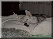009 Zzzzz.JPG
