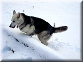 010 Nieve en Belate.jpg