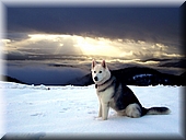 011 Nieve en Belate.jpg
