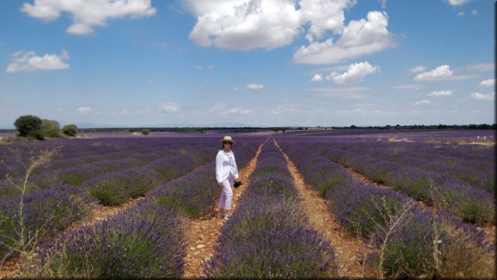 21 Brihuega - Campos de lavanda.jpg